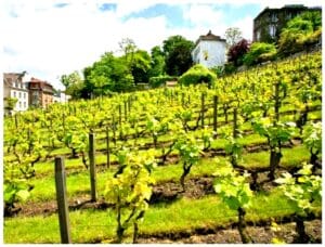 Montmartre Grape Harvest Festival