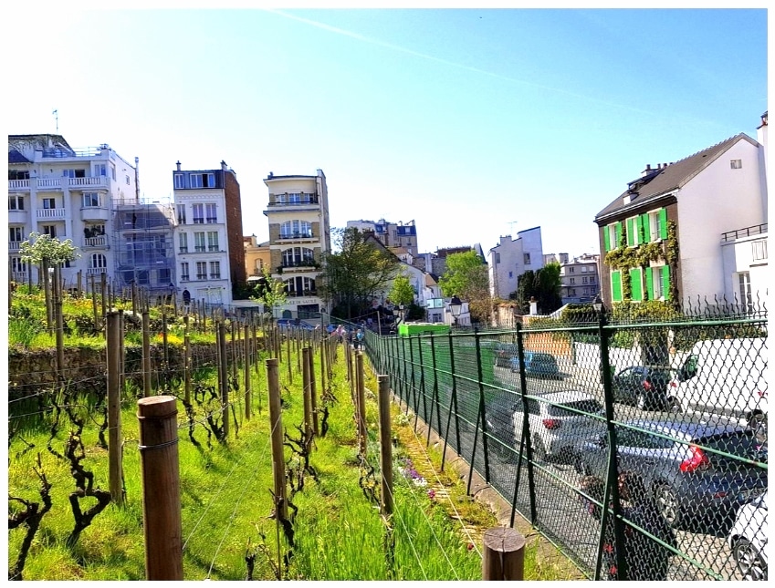 Montmartre Grape Harvest Festival