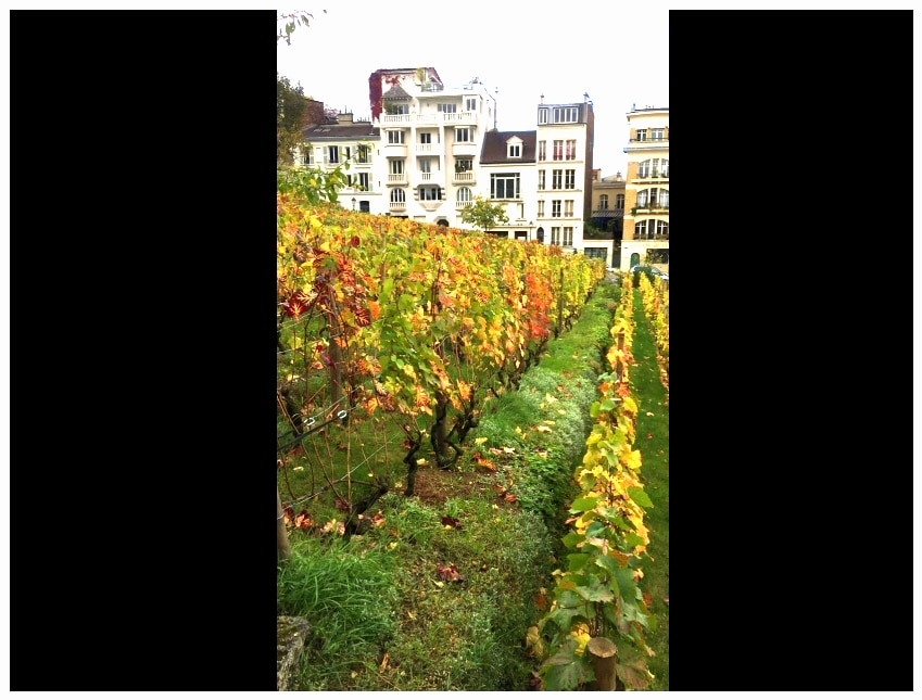 Montmartre Grape Harvest Festival